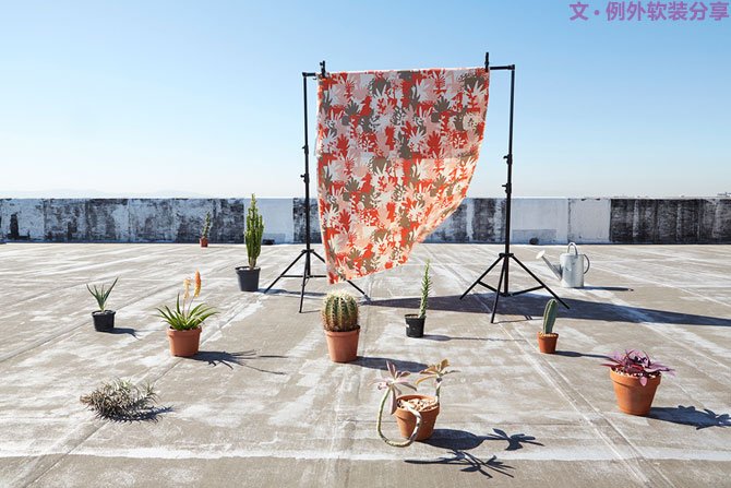 這些自帶天然氣質(zhì)的網(wǎng)紅綠植，都成了設(shè)計(jì)界的新寵兒！