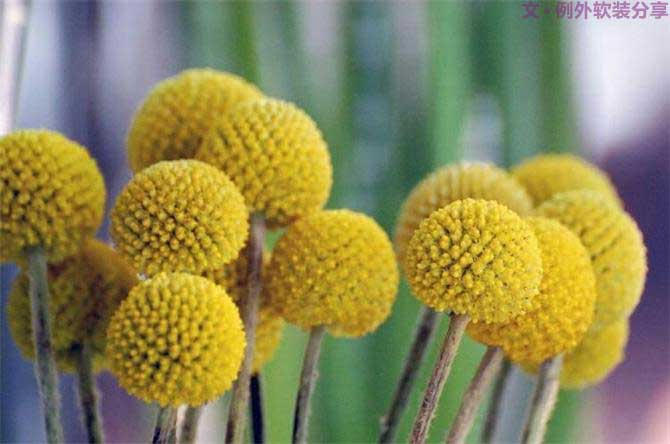 【例外.花箋記】金槌花，敲打在心間的小鼓槌！